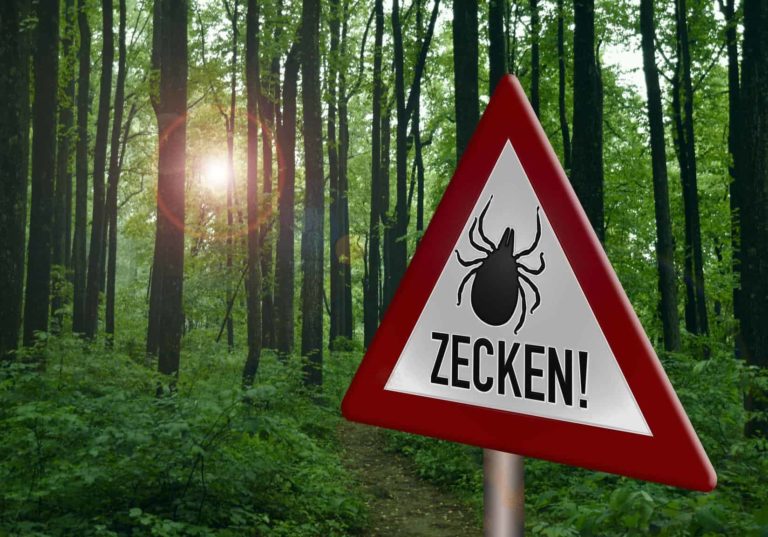 FSME, Borreliose & Co – Zecken als Krankheitsüberträger