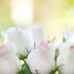 Weiße Rosen