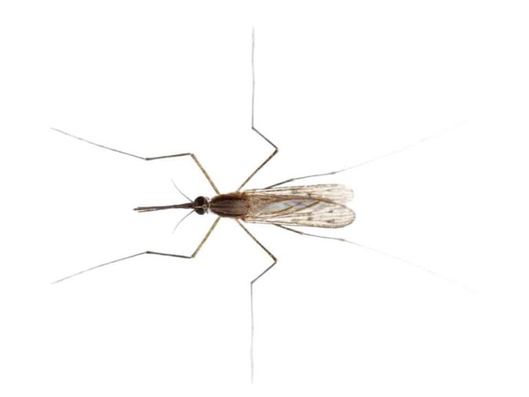 Mückenschutz – Die besten Tipps gegen Stechmücken