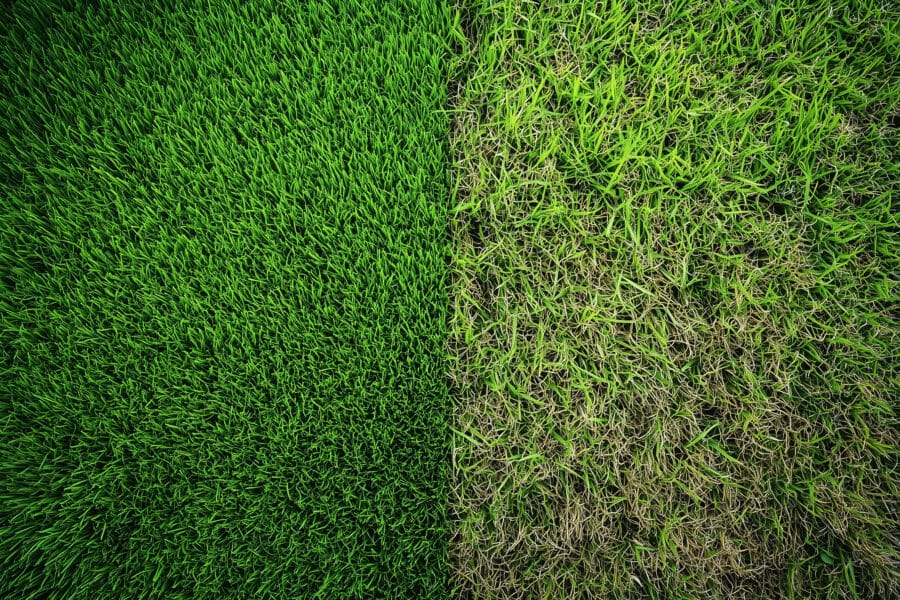 Rasenpflege im Frühjahr: so wird der Rasen schnell wieder fit!