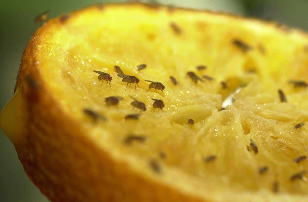 Fruchtfliegen auf Orangenscheibe
