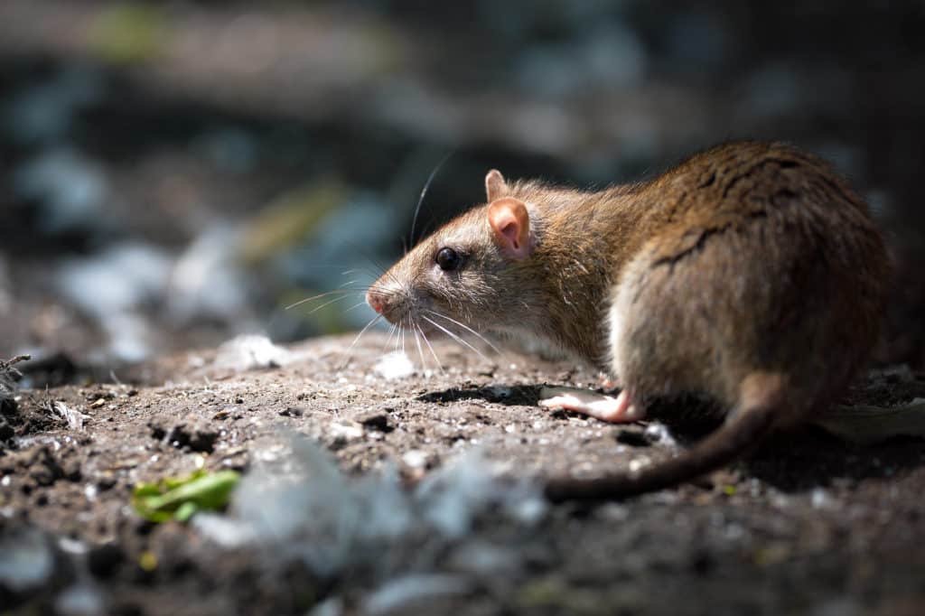 Eine Ratte auf der Suche nach Futter