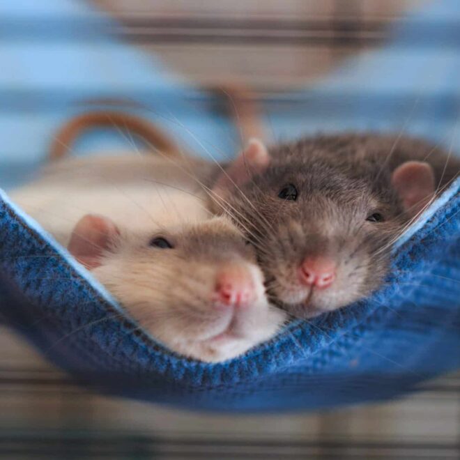 Schädlingsbekämpfung ohne Gift – Mittel gegen Marder, Ratten und Fruchtfliegen