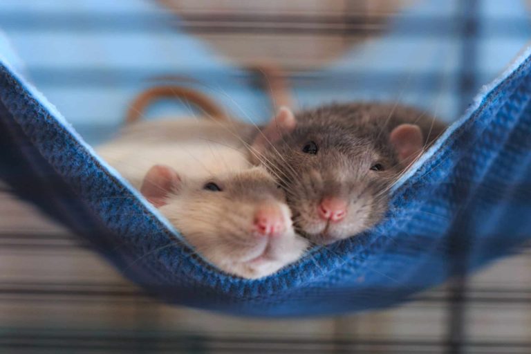 Schädlingsbekämpfung ohne Gift – Mittel gegen Marder, Ratten und Fruchtfliegen