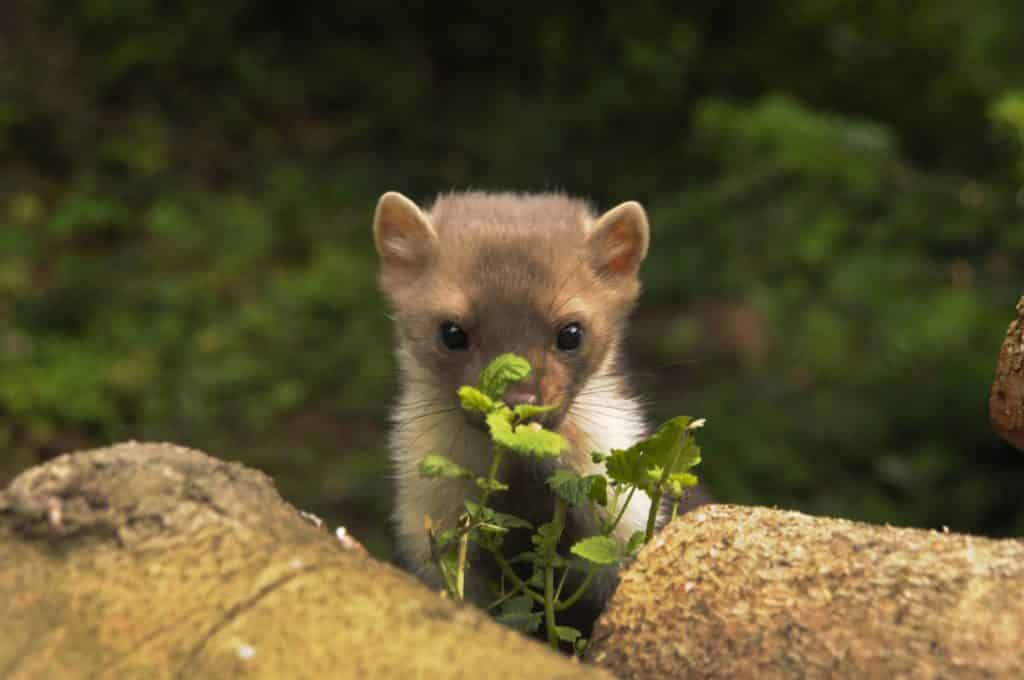 Steinmarder, Stein-Marder, Hausmarder, Haus-Marder (Martes foina), junger Steinmarder schaut hinter Holzstapel hervor, Deutschland, Rheinland-Pfalz Beech marten, Stone marten, White breasted marten (Martes foina), juvenile on a stack of logs, Germany, Rheinland-Pfalz BLWS436994 Copyright: xblickwinkel/H.-J.xZimmermannx Stone marten Stone Marder marten  House Marder Martes foina young Stone marten looks behind Wood pile show Germany Rhineland Palatinate Beech Marten Stone Marten White breasted Marten Martes foina Juvenile ON a Stack of logs Germany Rhineland Palatinate  Copyright xblickwinkel H J xZimmermannx