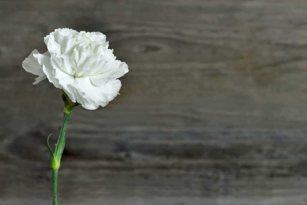 Nelkenhochzeit