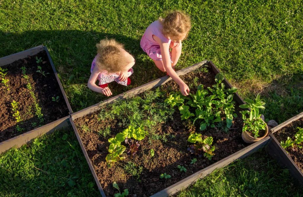 Kinder im Kinderbeet ernten Gemüse