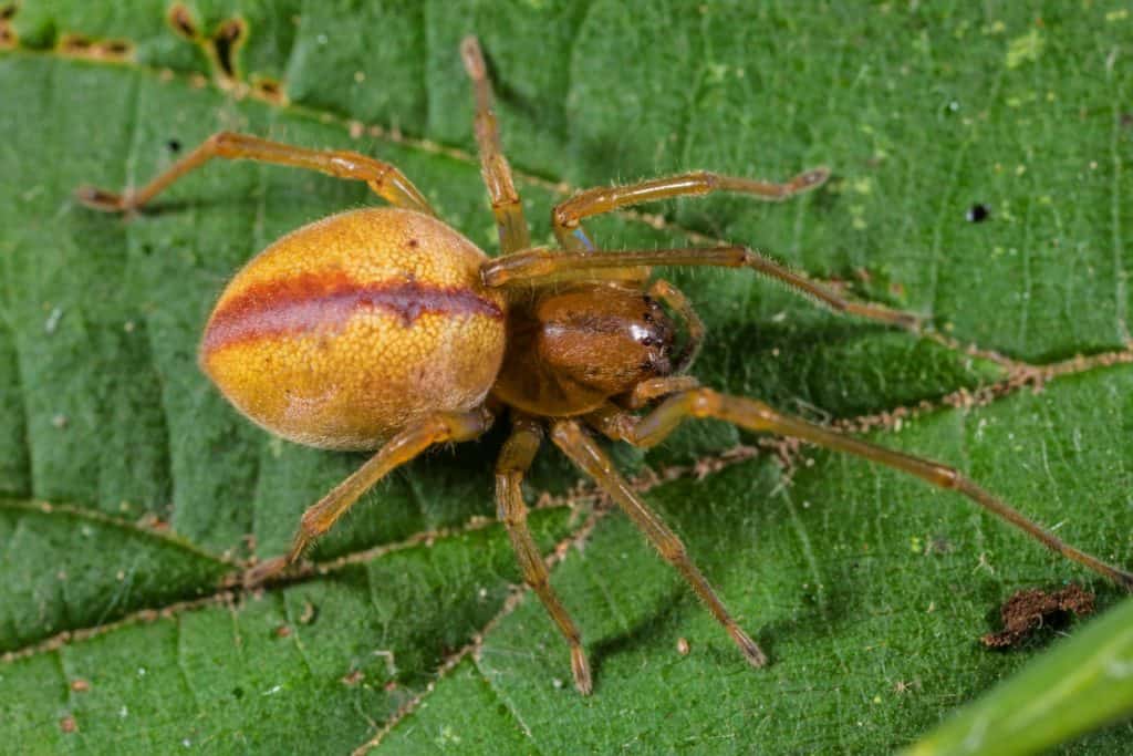 Dornfingerspinne giftig