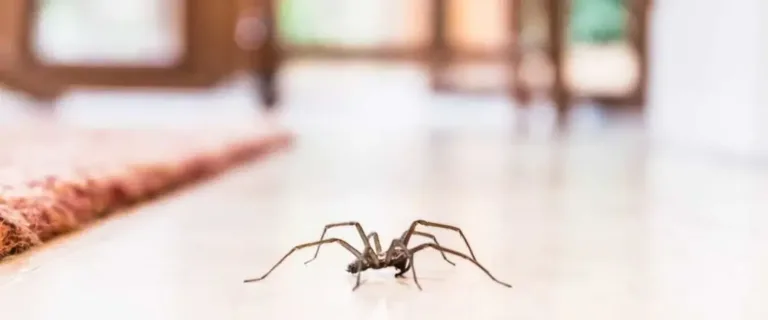 Spinnen vertreiben: Die wirksamsten Hausmittel gegen Spinnen