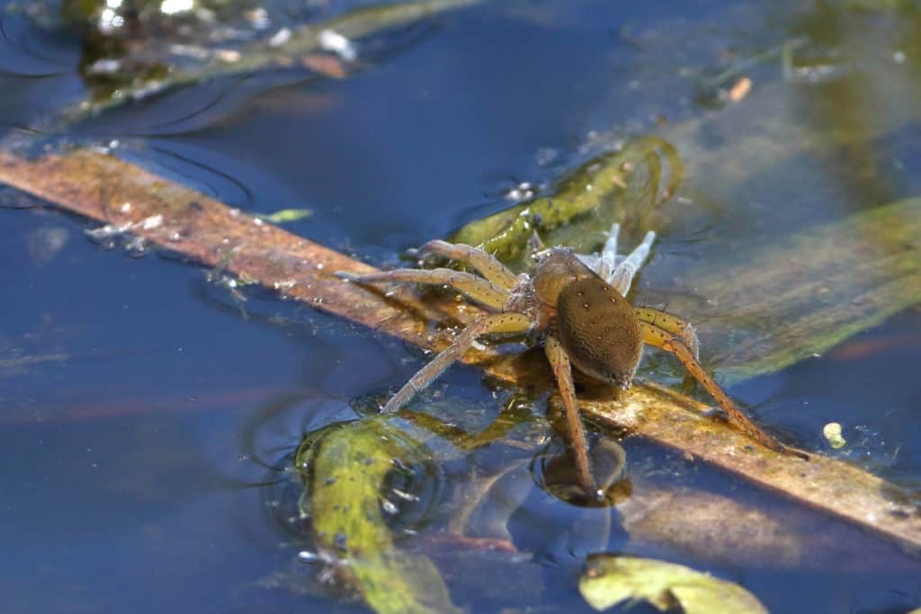 Wasserspinne leicht giftig