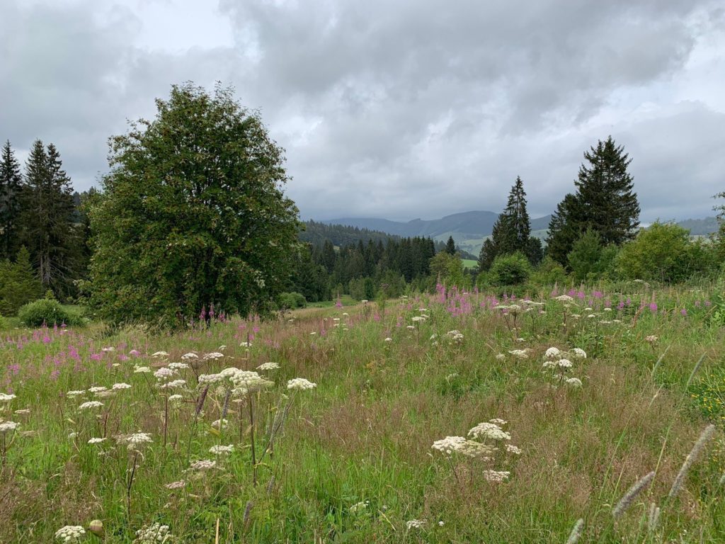 Zauberwaldpfad - schöne Blumenwiese mitten im Wald.