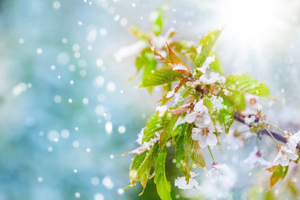 Die Eisheiligen - Kirchblüten im Schnee