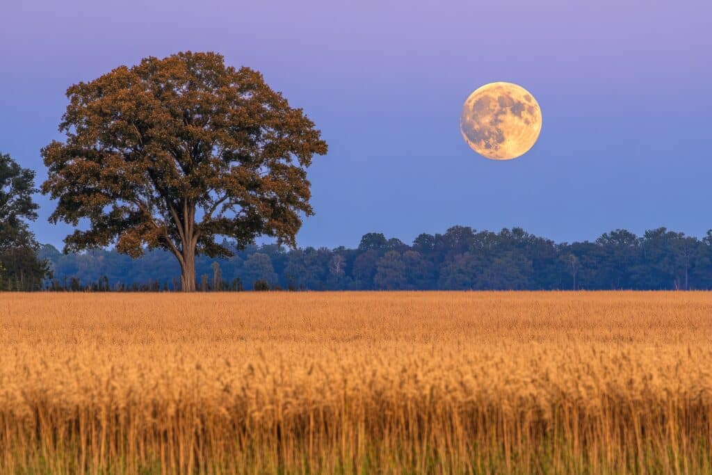 Erdbeermond über einem Feld