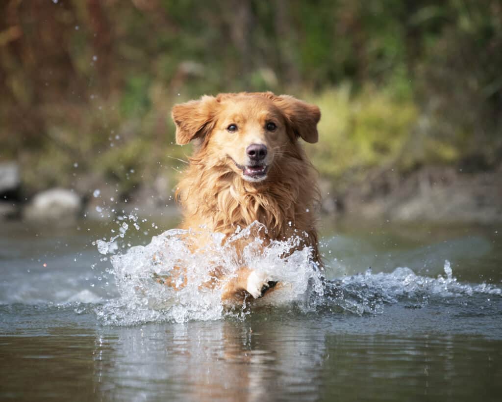 Wasserarbeit Hundeschule Jagdfieber Susanne Reinke