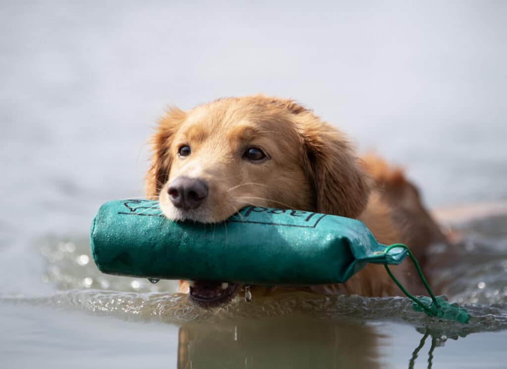 Wasserarbeit Susanne Reinke Hundeschule Jagdfieber