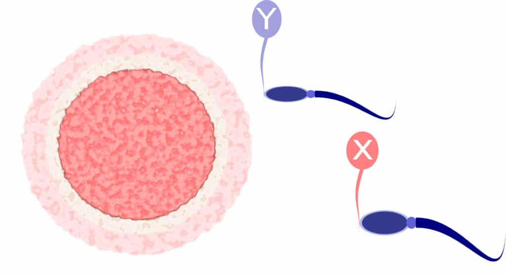 X-Sperme und Y-Sperma