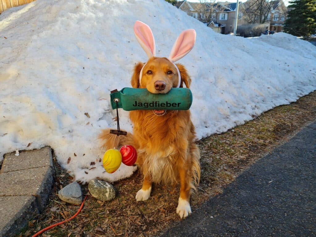 Egal ob im Schnee oder auf der Frühlingswiese – die Ostersuche ist ein Spaß für Kind und Hund (Copyright Susanne Reinke | Hundeschule Jagdfieber)