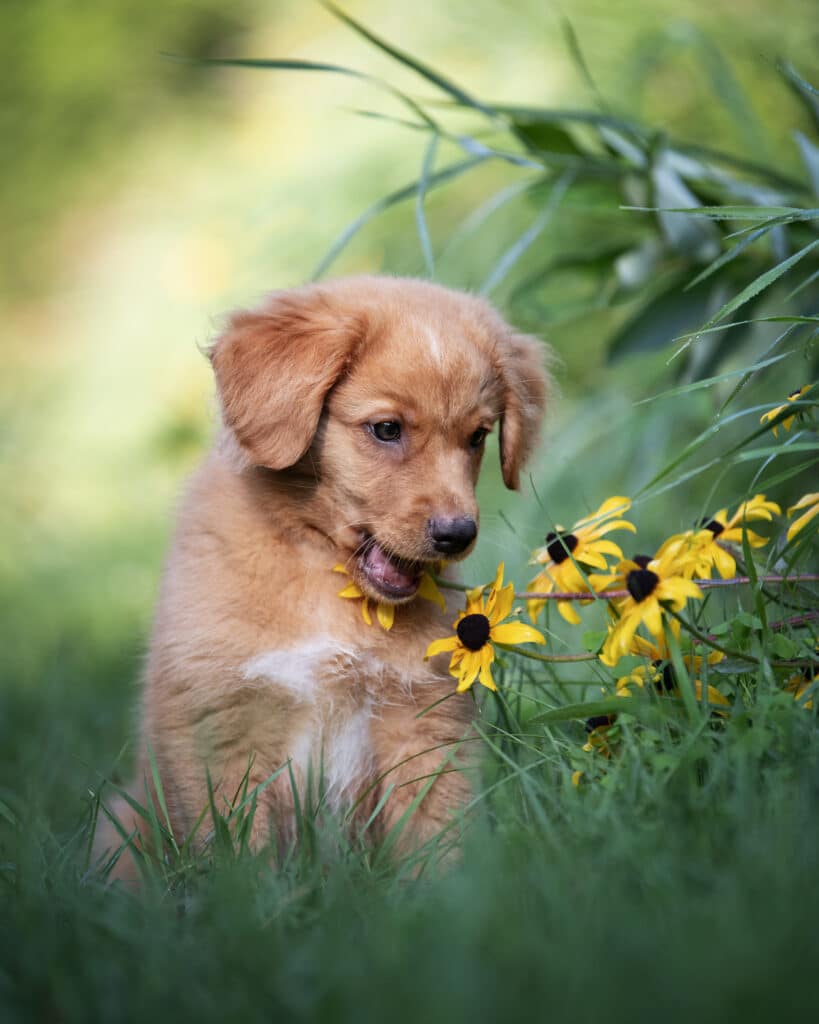Giftige Beeren oder Frühblüher können für neugierige Hunde zur Gefahr werden.