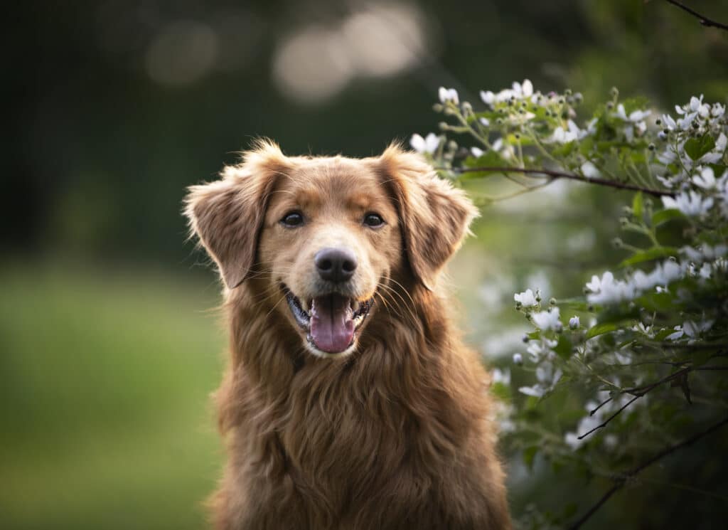 Bild: Du kannst deinen Hund entweder ablenken oder ihn beim Verstecken zusehen lassen