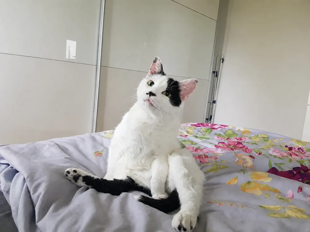 Saskia Kanne Kater auf Bett