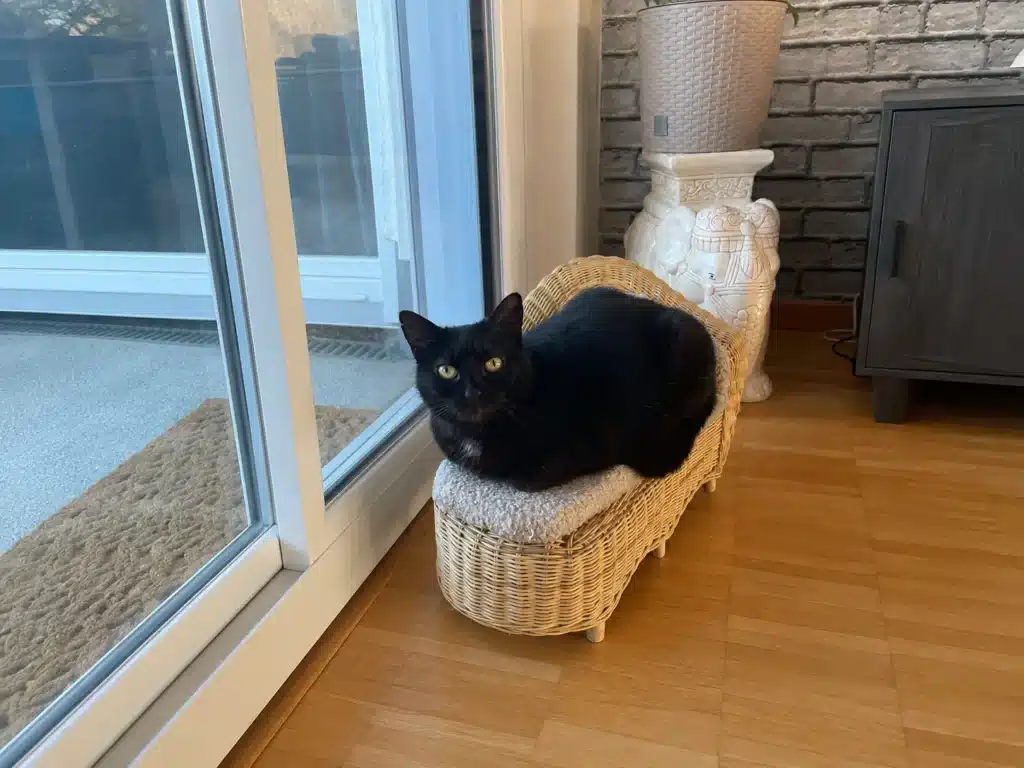 Entspannte Katze Tutti zu Hause