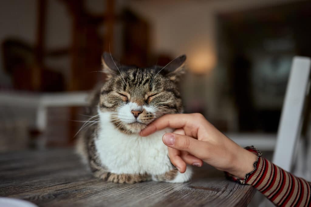 Vom Katzenskeptiker zur Katzenmuddi Warum Katzen die unterschätzten Familientiere sind