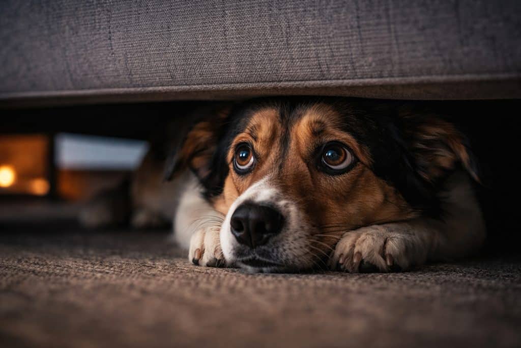 Tiere brauchen einen angenehmen Rückzugsort