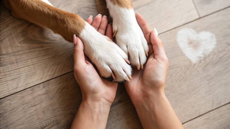 Wenn das Haustier leidet: Warum Veränderungen im Familienalltag oft auch Tiere beeinflussen