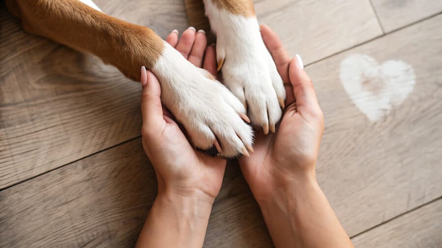 Wenn das Haustier leidet: Warum Veränderungen im Familienalltag oft auch Tiere beeinflussen