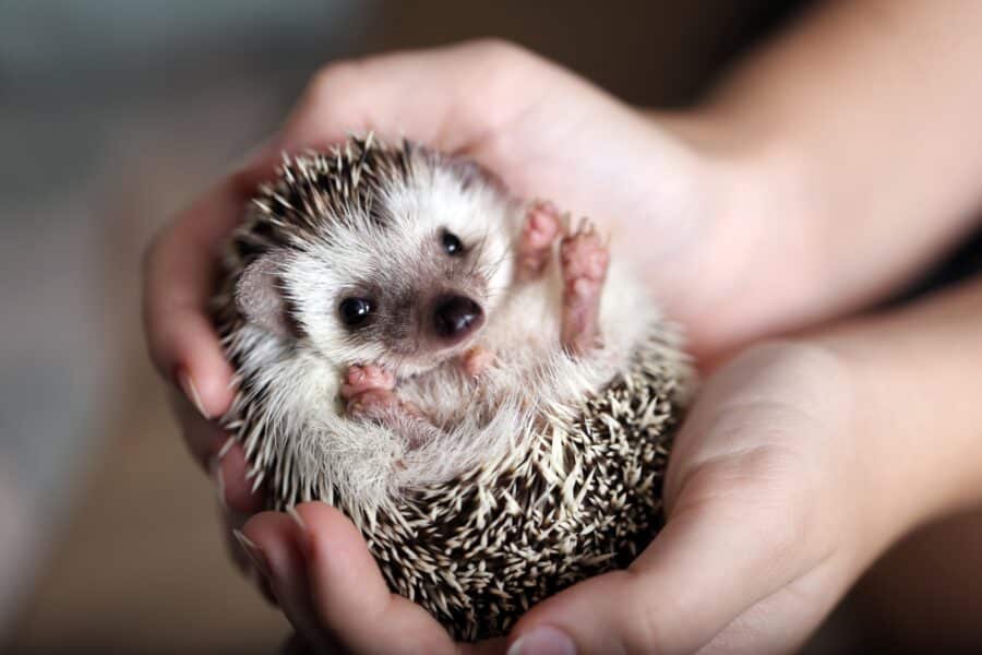 Igel im Garten entdeckt? So könnt ihr ihm im Herbst wirklich helfen